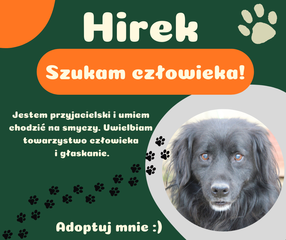 Read more about the article Poznajcie Hirka!