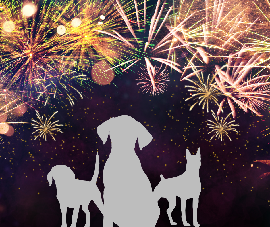 Read more about the article Jak pomóc zwierzętom podczas Sylwestra?