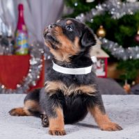 szczeniak w święta